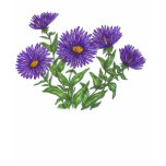 Aster t-shirts