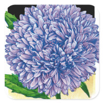 Aster Vintage Seed Packet Sticker