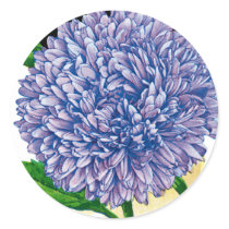 Aster Vintage Seed Packet Stickers