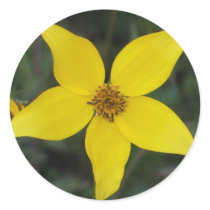 Asteracea Round Stickers