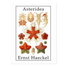 Asteridea by Ernst Haeckel Postcards
