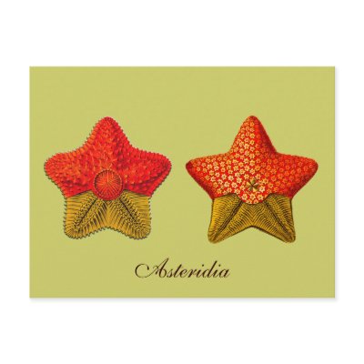 Asteridia (starfish) postcard by retroz