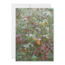 Asters, agrimony and hoar-frost custom invite