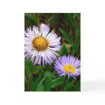 Asters
