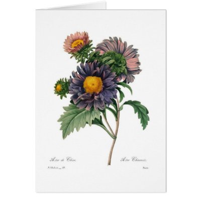 Asters Greeting Cards by Botany_Boy