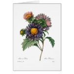Asters cards