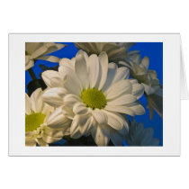 Asters Card