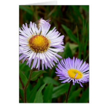 Asters Cards