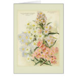 Asters (Michaelmas daisy) cards