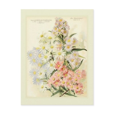 Asters (Michaelmas daisy) Post Cards by Botany_Boy