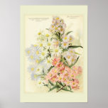 Asters (Michaelmas daisy) posters