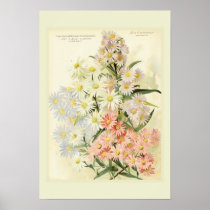 Asters (Michaelmas daisy) Posters