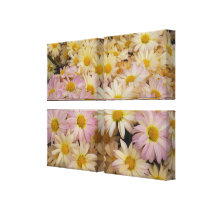 Asters on Wrapped canvas