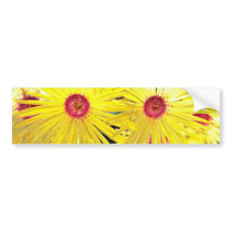 Asters Pink flowers Bumper Stickers