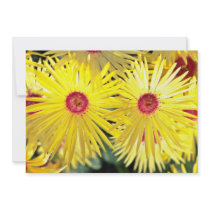 Asters Pink flowers Custom Announcement