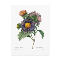 Asters Postcard