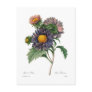 Asters Postcard