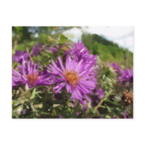Asters Postcards
