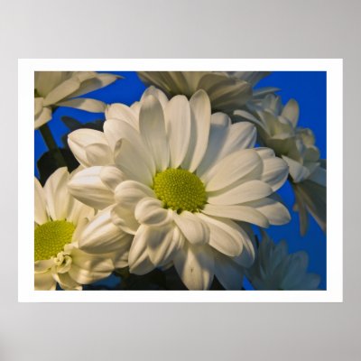 Asters Poster by rabidbadger