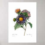 Asters Posters