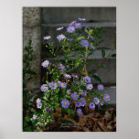 Asters, Stone Steps, Susanville, California posters