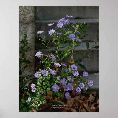 Asters, Stone Steps, Susanville, California Print by daysrays