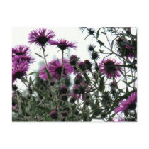 Asters with White Background Postcards