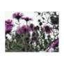 Asters with White Background Postcards