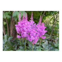 Astilbe ~ATC Business Card