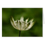 Astrantia