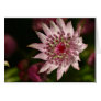 Astrantia Close Up