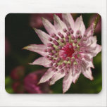 Astrantia Close Up Mouse Pad