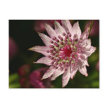 Astrantia Close Up Post Card