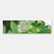 Astrantia Flowers Bumper Sticker