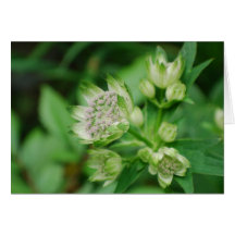Astrantia Flowers Greeting Card