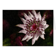 Astrantia Greeting Cards
