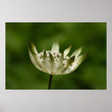 Astrantia posters