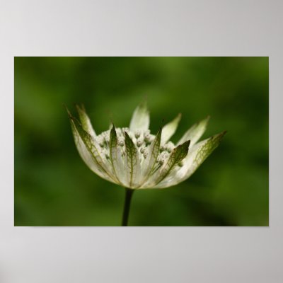 Astrantia by Flowerpixels