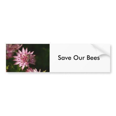 Astrantia with Bee Bumper Stickers by Flowerpixels