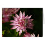Astrantia with Bee
