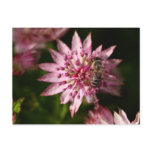Astrantia with Bee Post Card