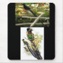 Astrapia_nigra_Sharpe, bird of paradise Mouse Pads