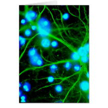Astrocyte Are Star Shaped Glial Cells in the Brain Card