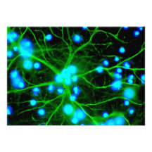 Astrocyte Are Star Shaped Glial Cells in the Brain Announcement