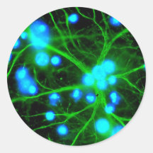 Astrocyte Are Star Shaped Glial Cells in the Brain Round Stickers