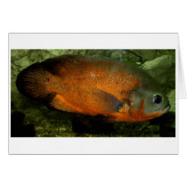 Astronotus ocellatus 1 card