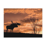   at Sunset Post Card