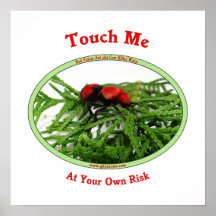At Your Own Risk Cow Killer Wasp Poster