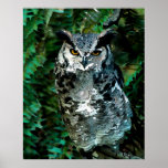 Athena's owl takes care print