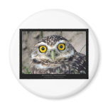 Athene cunicularia - Burrowing Owl 01 Magnets